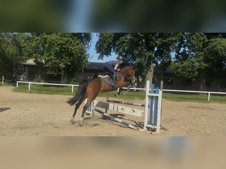 Irish Sport Horse Mare 7 years 15.2 hh Brown in Dinslaken