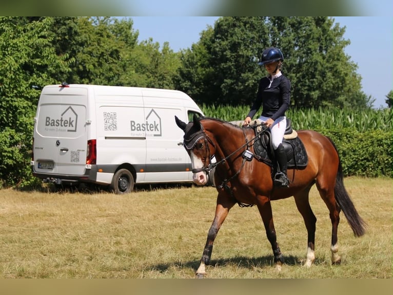 Irish Sport Horse Mare 7 years 15.2 hh Brown in Dinslaken