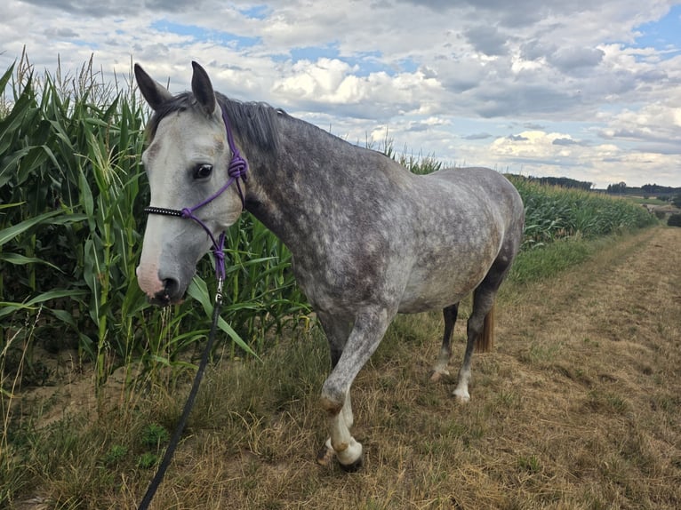 Irish Sport Horse Mare 7 years 15.2 hh Grey in St. Pölten
