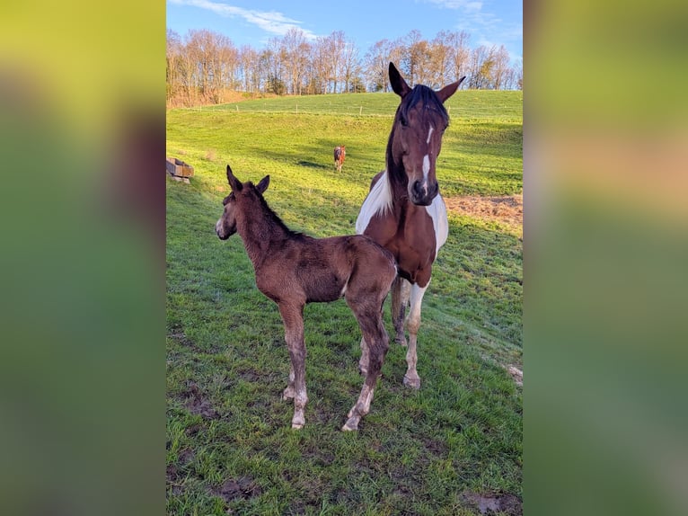 Irish Sport Horse Mix Mare 7 years 15.2 hh Pinto in Mohorn