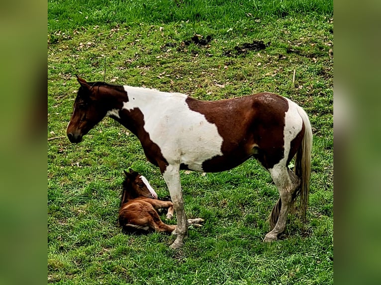 Irish Sport Horse Mix Mare 7 years 15.2 hh Pinto in Mohorn