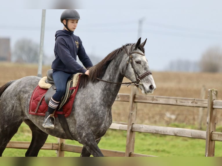 Irish Sport Horse Mare 7 years 15,3 hh Gray-Blue-Tan in Bogaarden