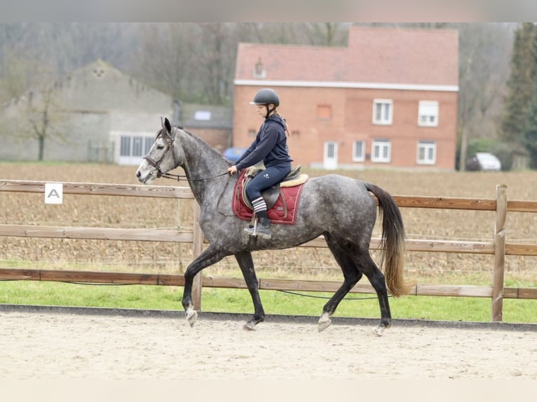 Irish Sport Horse Mare 7 years 15,3 hh Gray-Blue-Tan in Bogaarden