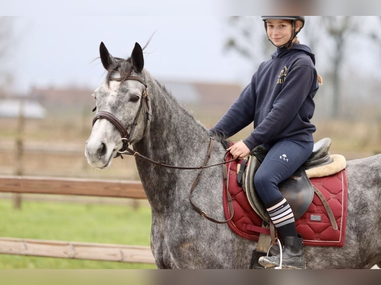 Irish Sport Horse Mare 7 years 15,3 hh Gray-Blue-Tan in Bogaarden