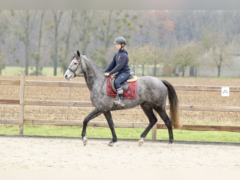 Irish Sport Horse Mare 7 years 15,3 hh Gray-Blue-Tan in Bogaarden