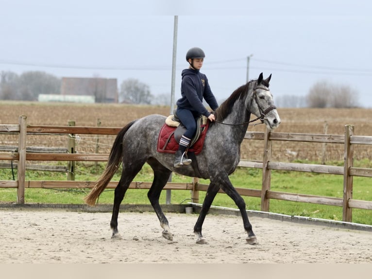 Irish Sport Horse Mare 7 years 15,3 hh Gray-Blue-Tan in Bogaarden