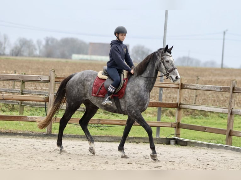 Irish Sport Horse Mare 7 years 15,3 hh Gray-Blue-Tan in Bogaarden