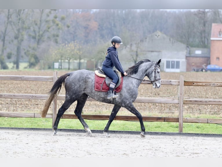 Irish Sport Horse Mare 7 years 15,3 hh Gray-Blue-Tan in Bogaarden