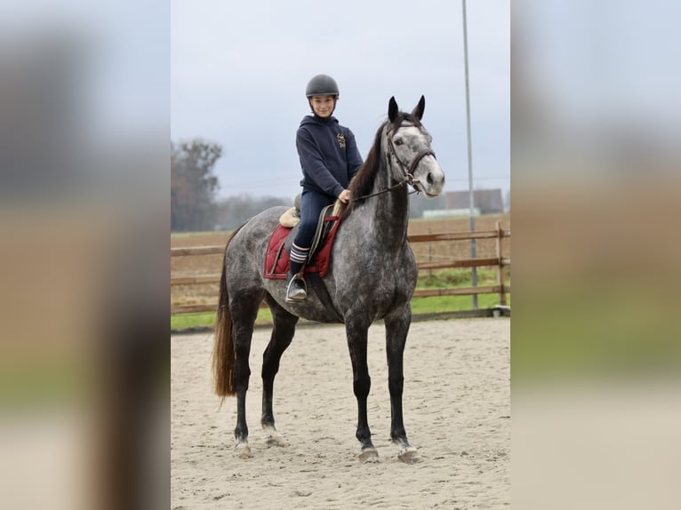 Irish Sport Horse Mare 7 years 15,3 hh Gray-Blue-Tan in Bogaarden