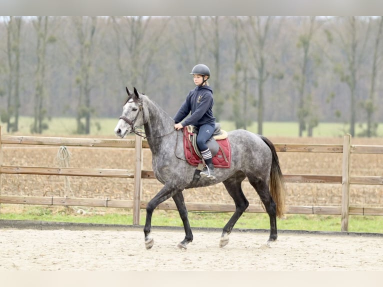 Irish Sport Horse Mare 7 years 15,3 hh Gray-Blue-Tan in Bogaarden