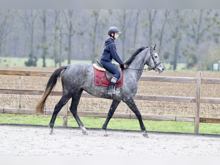 Irish Sport Horse Mare 7 years 15,3 hh Gray-Blue-Tan in Bogaarden