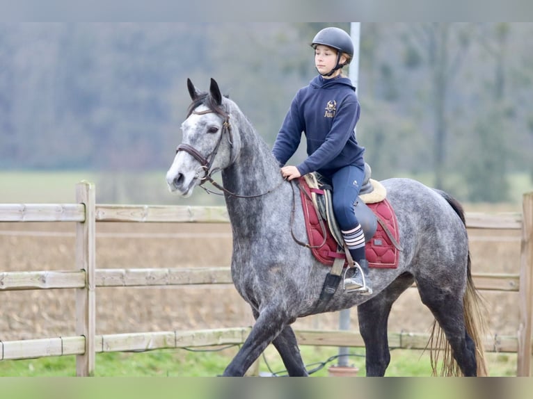 Irish Sport Horse Mare 7 years 15,3 hh Gray-Blue-Tan in Bogaarden