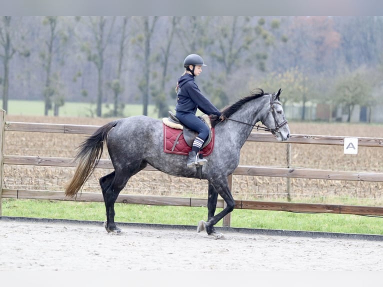 Irish Sport Horse Mare 7 years 15,3 hh Gray-Blue-Tan in Bogaarden