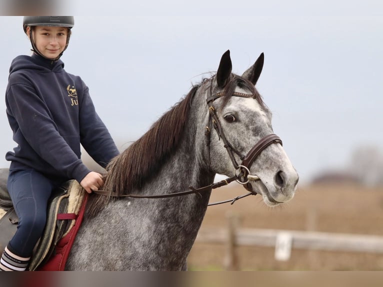 Irish Sport Horse Mare 7 years 15,3 hh Gray-Blue-Tan in Bogaarden