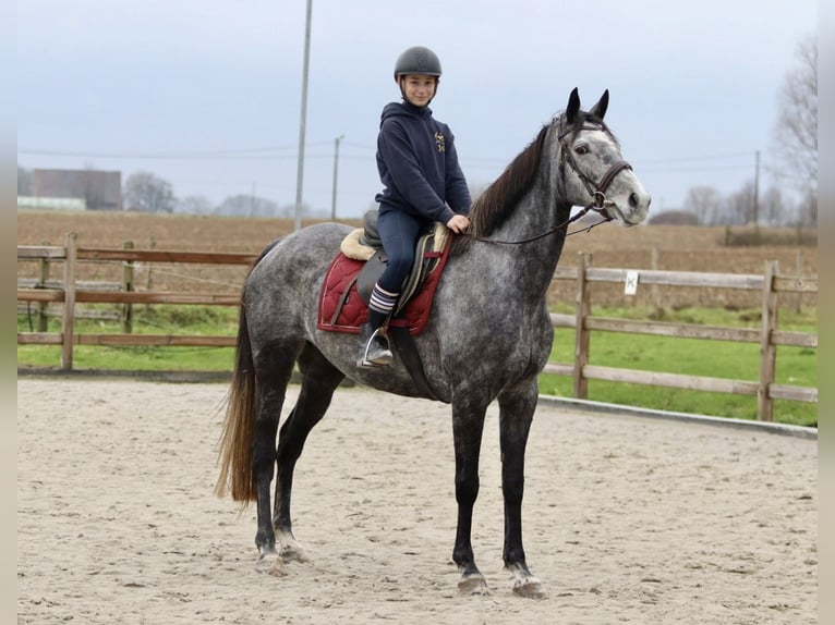 Irish Sport Horse Mare 7 years 15,3 hh Gray-Blue-Tan in Bogaarden