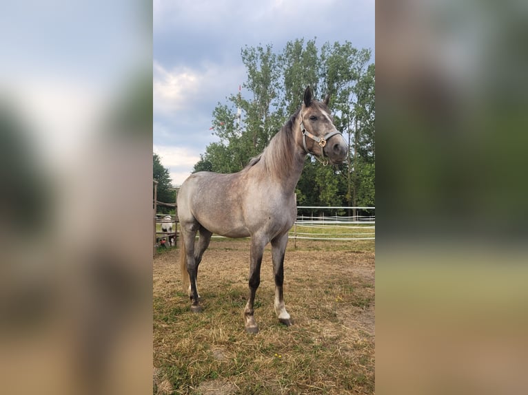 Irish Sport Horse Mix Mare 7 years 15,3 hh Roan-Bay in Hass