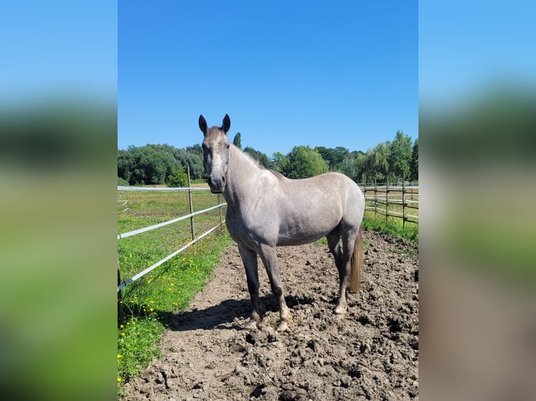 Irish Sport Horse Mix Mare 7 years 15,3 hh Roan-Bay in Hass