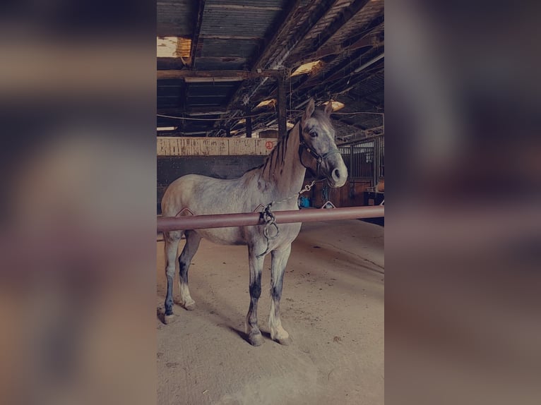 Irish Sport Horse Mix Mare 7 years 15,3 hh Roan-Bay in Hass