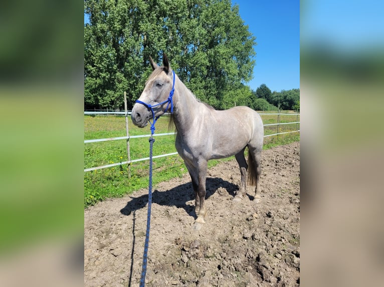 Irish Sport Horse Mix Mare 7 years 15,3 hh Roan-Bay in Hass