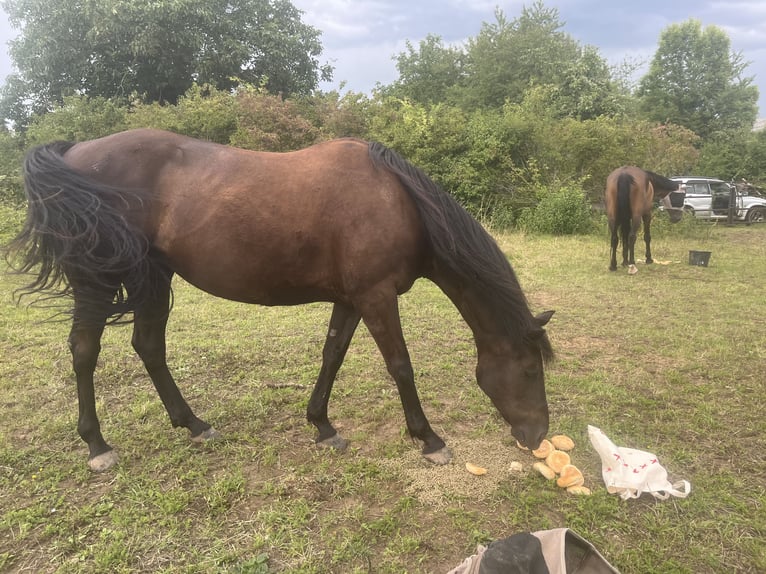 Irish Sport Horse Mare 7 years 15,2 hh Black in Wiesbaden