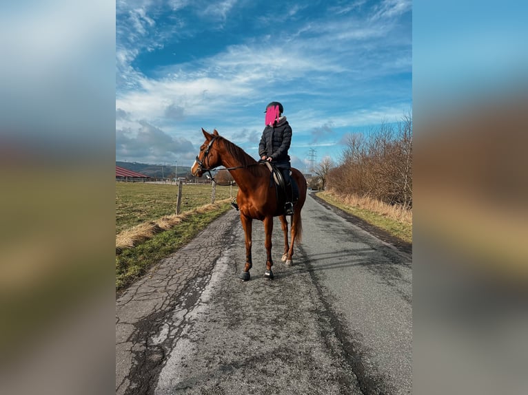 Irish Sport Horse Mare 7 years 15,2 hh Chestnut-Red in Frankfurt am Main