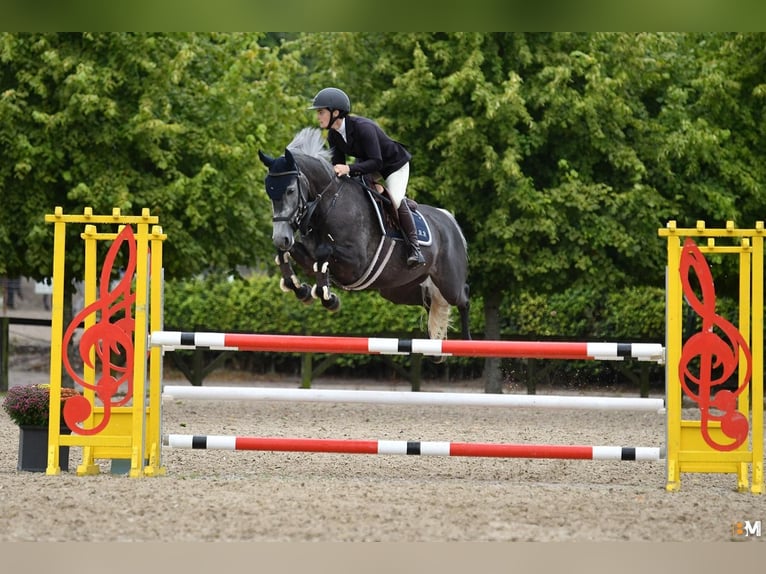 Irish Sport Horse Mare 7 years 15,2 hh Gray in Cork