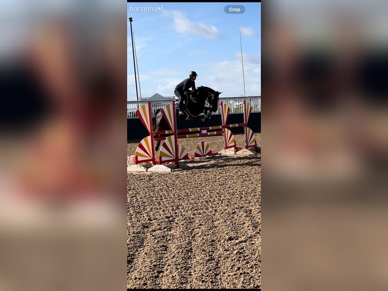 Irish Sport Horse Mare 7 years 16,1 hh Black in Warwick