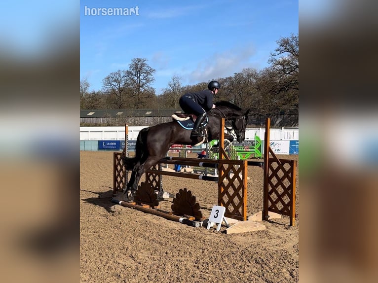 Irish Sport Horse Mare 7 years 16,1 hh Black in Warwick