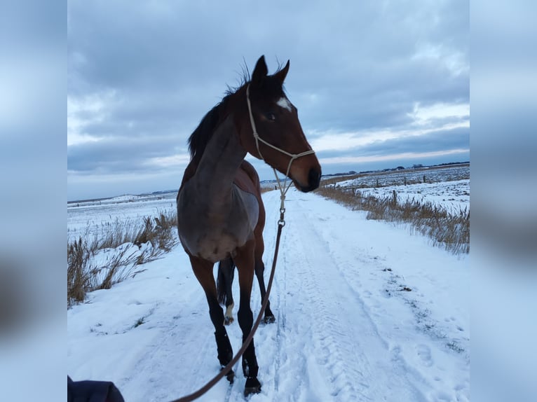 Irish Sport Horse Mare 7 years 16,1 hh Brown in Westerland