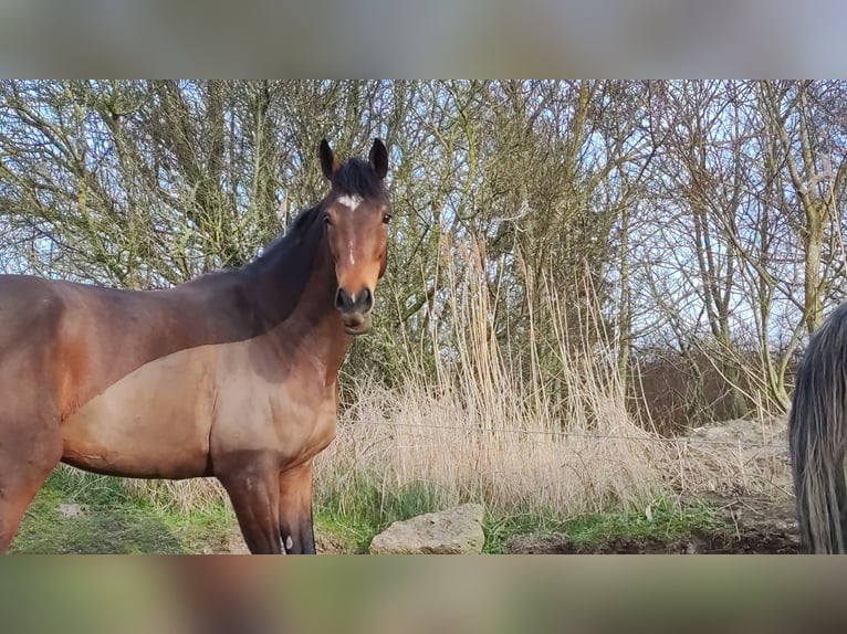 Irish Sport Horse Mare 7 years 16,1 hh Brown in Westerland