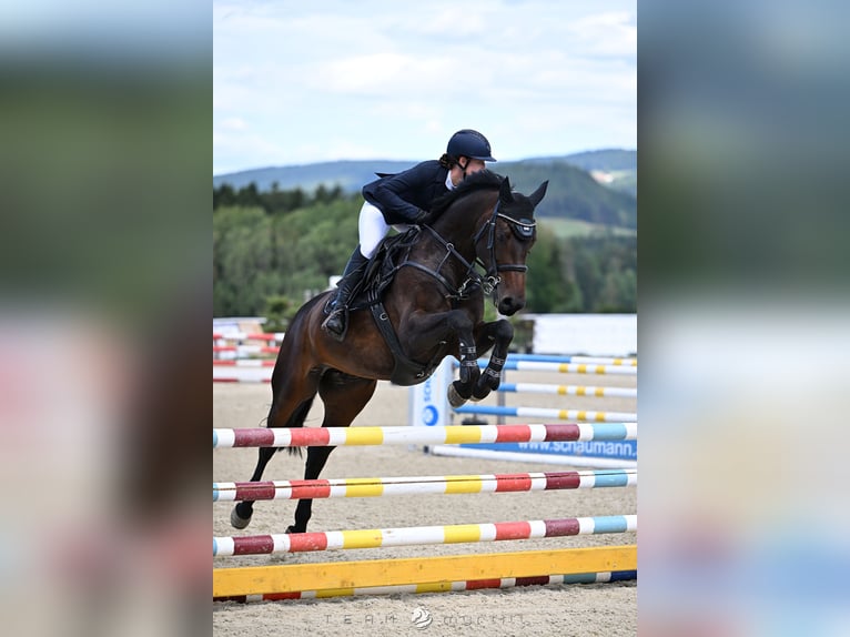 Irish Sport Horse Mare 7 years 16.1 hh Brown in St. Georgen im Attergau