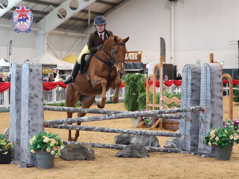 Irish Sport Horse Mare 7 years 16.1 hh Chestnut in Blackburn