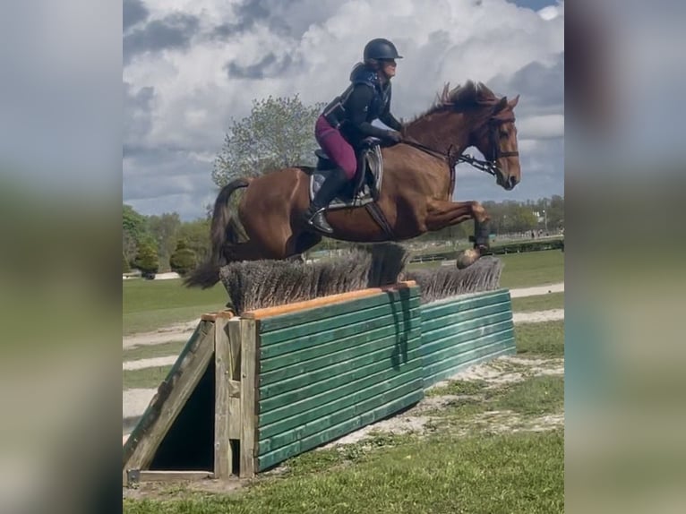 Irish Sport Horse Mare 7 years 16.1 hh Chestnut in Blackburn