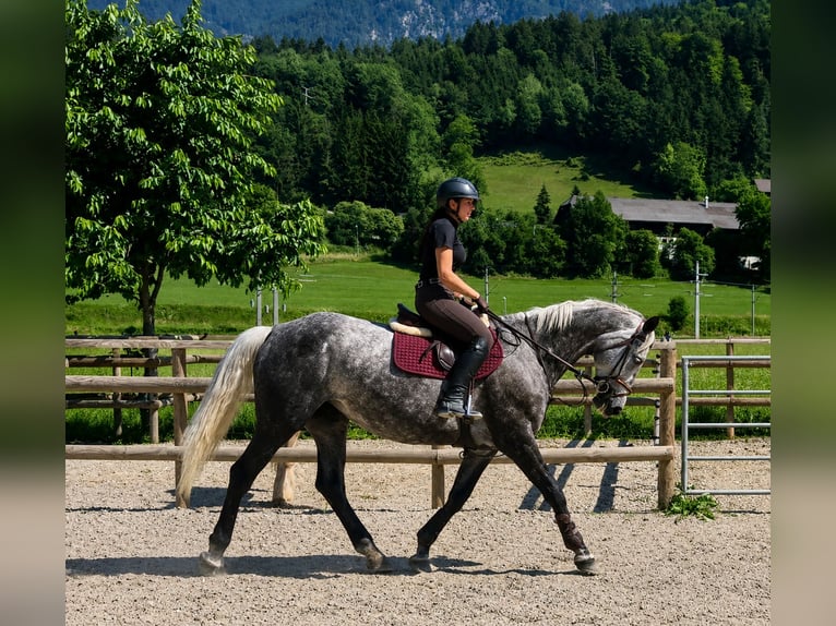 Irish Sport Horse Mare 7 years 16.1 hh Grey-Dapple in Gummern