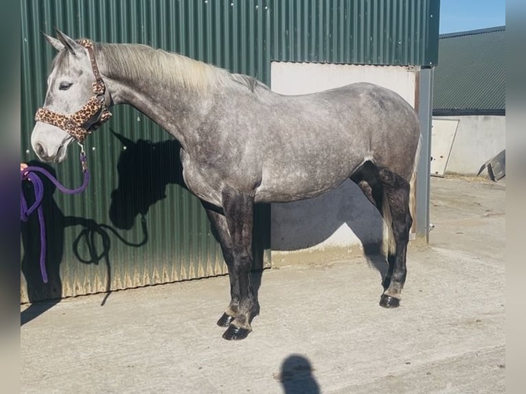 Irish Sport Horse Mare 7 years 16.1 hh Grey-Dapple in Sligo
