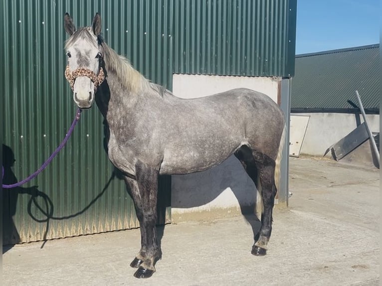 Irish Sport Horse Mare 7 years 16.1 hh Grey-Dapple in Sligo