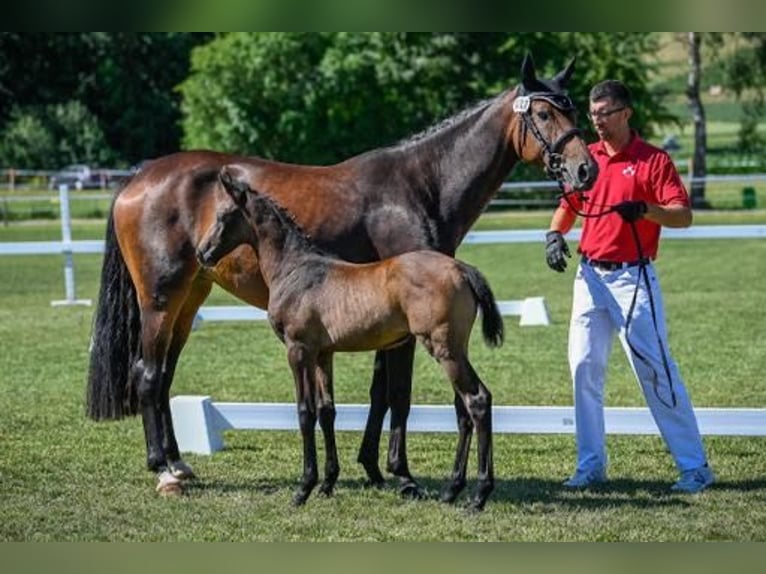 Irish Sport Horse Mare 7 years 16 hh Bay-Dark in Bronschhofen