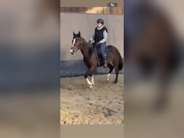 Irish Sport Horse Mare 7 years 16 hh Brown in Norderstedt