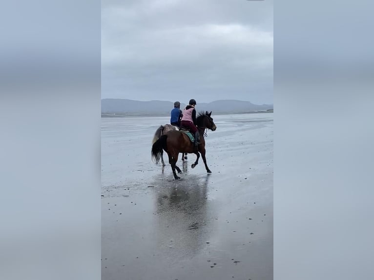 Irish Sport Horse Mare 7 years 16 hh Brown in Sligo