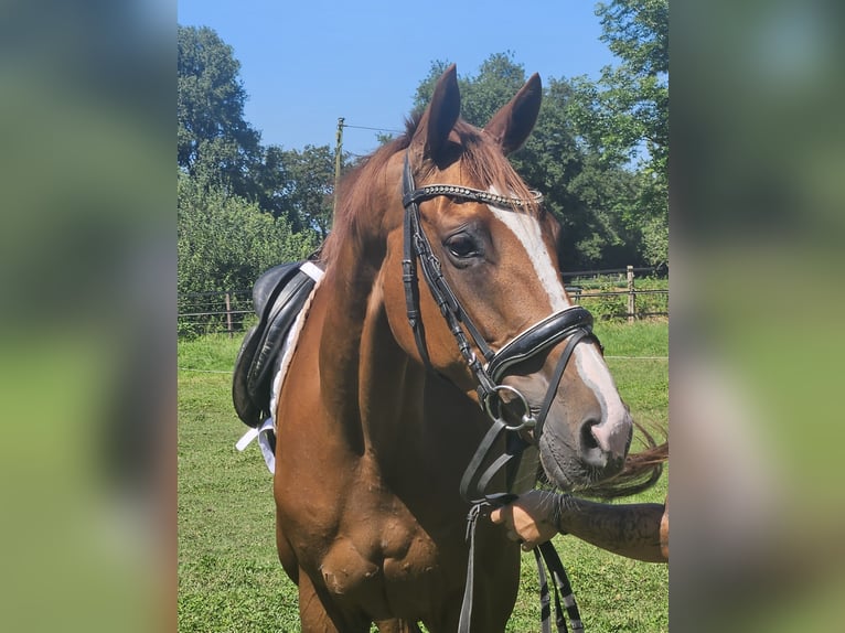 Irish Sport Horse Mare 7 years 16 hh Chestnut in Nettetal