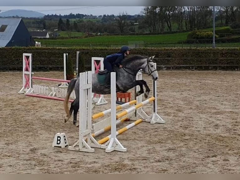 Irish Sport Horse Mare 7 years 16 hh Gray in Drumshanbo