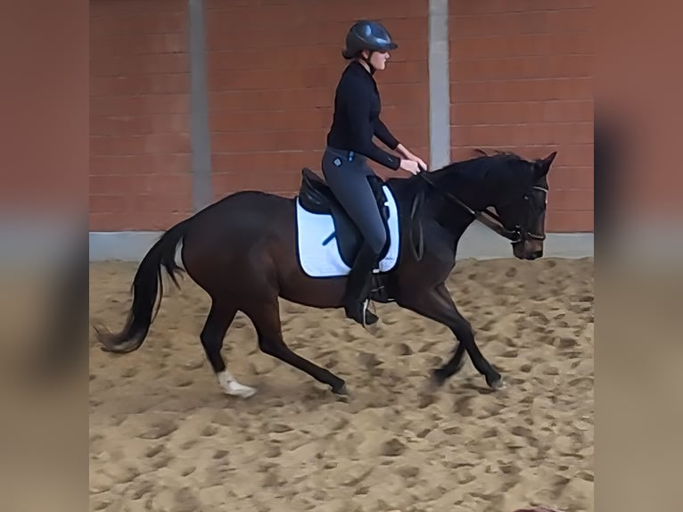 Irish Sport Horse Mare 7 years 16 hh Smoky-Black in Lage