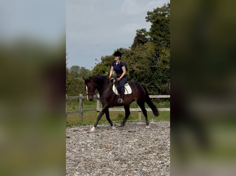 Irish Sport Horse Mare 7 years 16,1 hh Bay in Kent