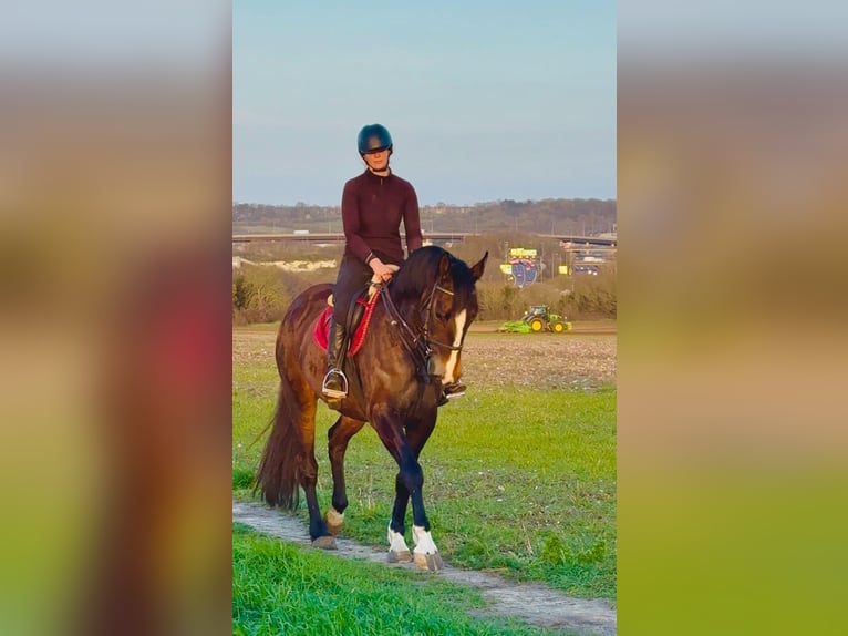 Irish Sport Horse Mare 7 years 16,1 hh Bay in Kent