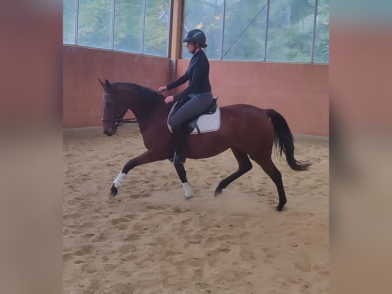 Irish Sport Horse Mare 7 years 16,1 hh Brown in Lage