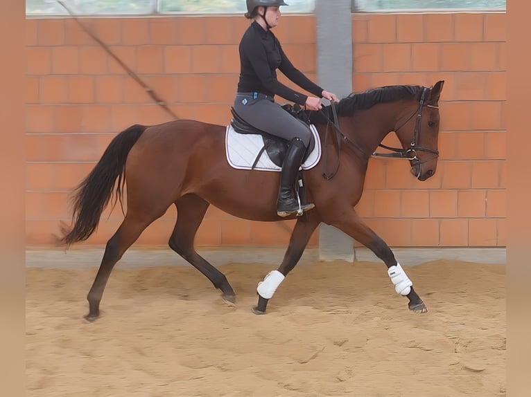 Irish Sport Horse Mare 7 years 16,1 hh Brown in Lage