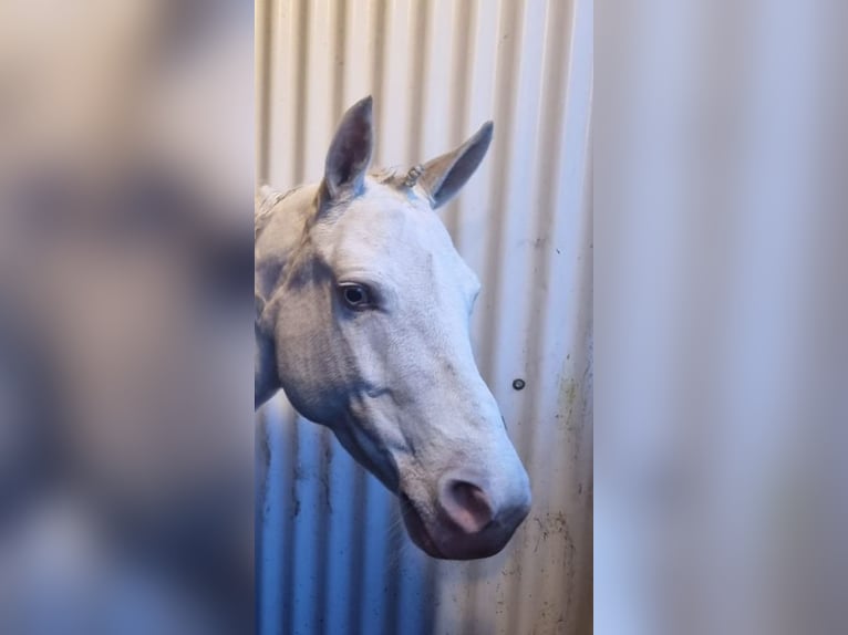 Irish Sport Horse Mare 8 years 13,2 hh Cremello in Mow Cop