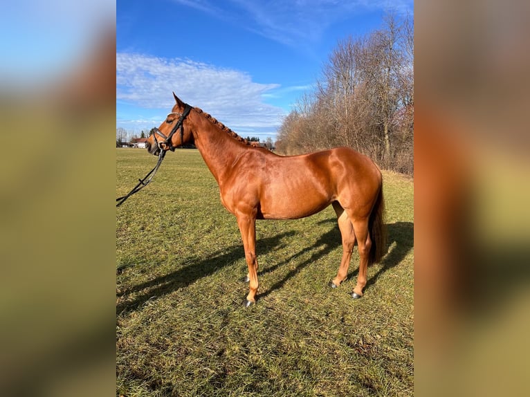 Irish Sport Horse Mare 8 years 14,2 hh Chestnut-Red in Markt Rettenbach