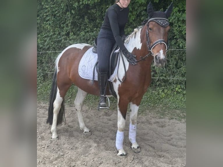 Irish Sport Horse Mare 8 years 14.2 hh Pinto in Düren