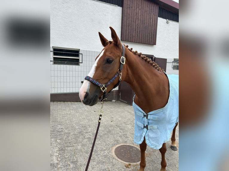 Irish Sport Horse Mare 8 years 15.1 hh Chestnut-Red in Schlüchtern
